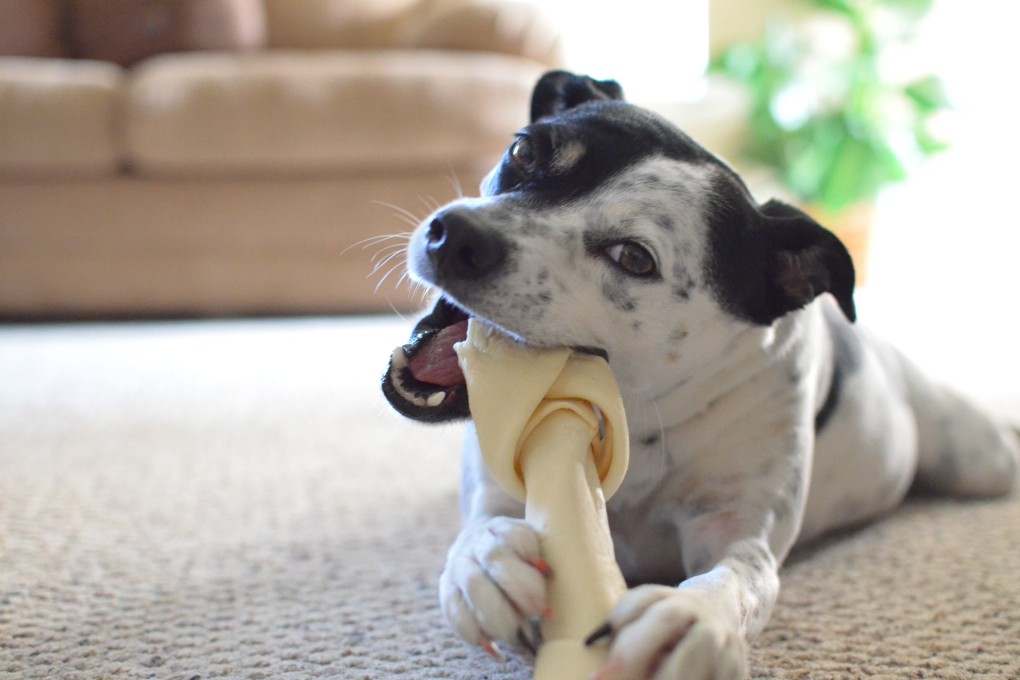 Chewing is a natural behaviour for dogs, inherited from their wolf ancestors. Photo: Shutterstock