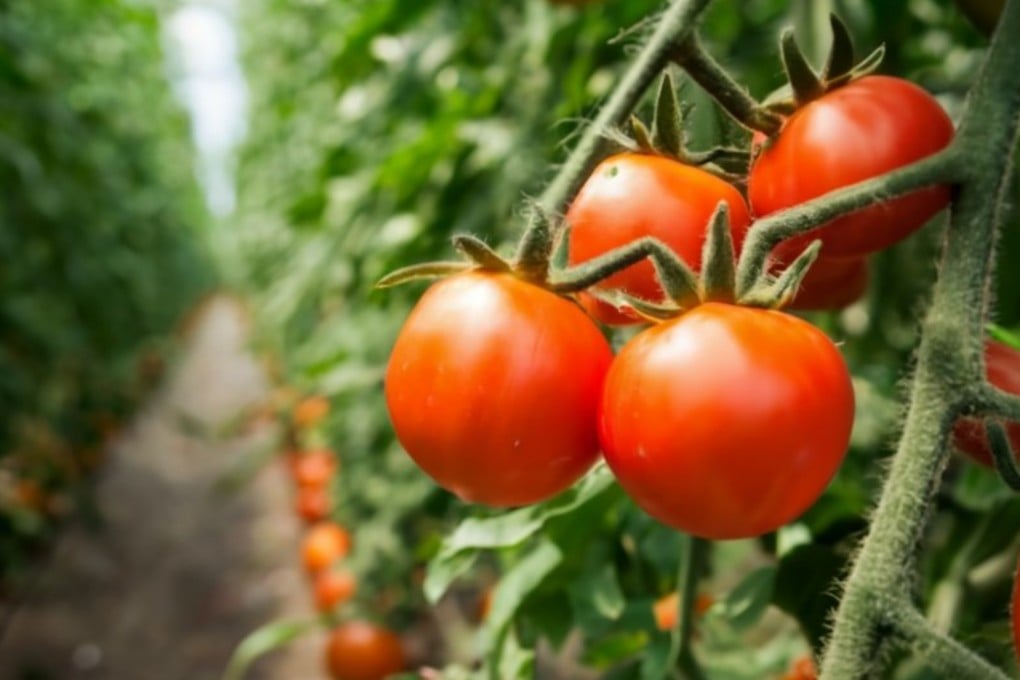Most consumers prefer sweeter fresh tomatoes, and genetic science may be able to satisfy that hunger. Photo: EPA
