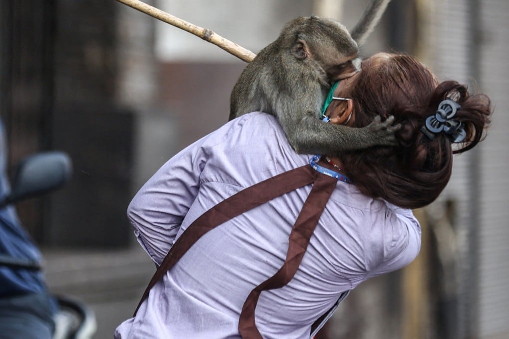 A long-tailed macaque attacks a person in Lopburi, Thailand, on February 3. Photo: Reuters