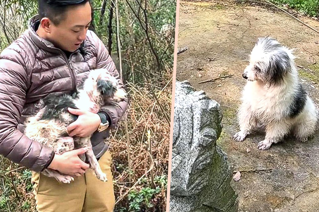 A sick dog in China that spent two years beside its owner’s grave has been rescued and become a “Loyal Baby” to its new, kind owner. Photo: SCMP composite/163.com
