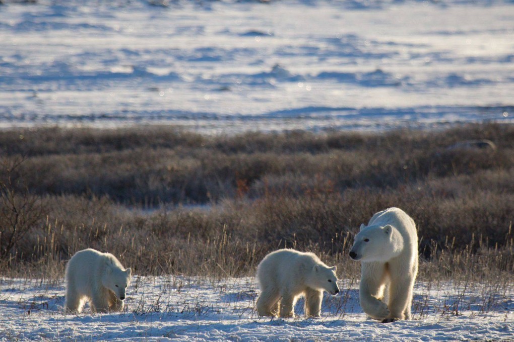 A polar bear with its cubs in Churchill, Manitoba, Canada. Climate change is reducing sea ice and pushing the bears onto land to forage for food. Photo: AFP