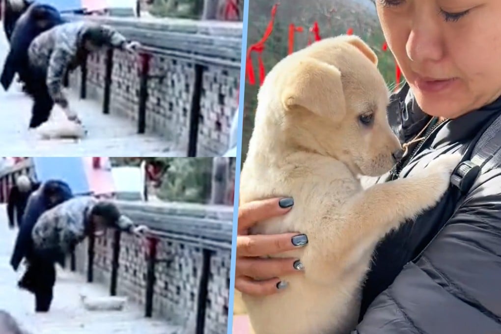 An abused puppy at a sacred site in China ignited widespread online outrage, resulting in rapid adoption and 5 million views. Photo: SCMP composite/Douyin