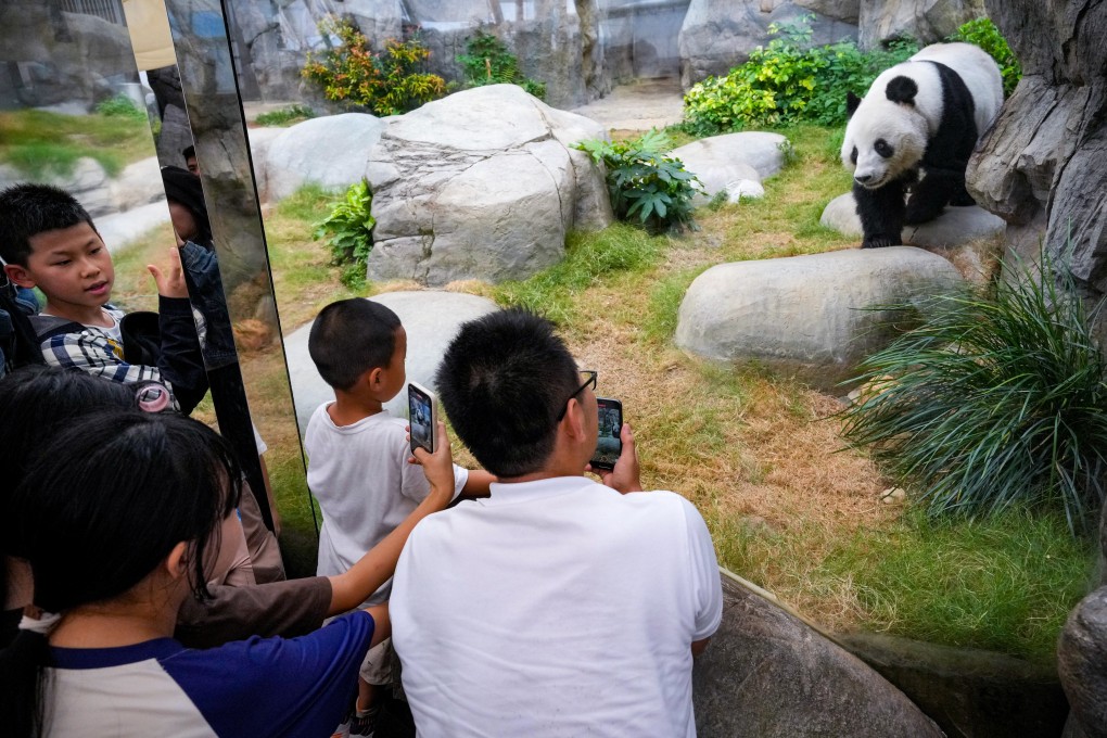 Giant Panda Le Le will be back in public  view on Saturday for the first time since August. Photo: May Tse