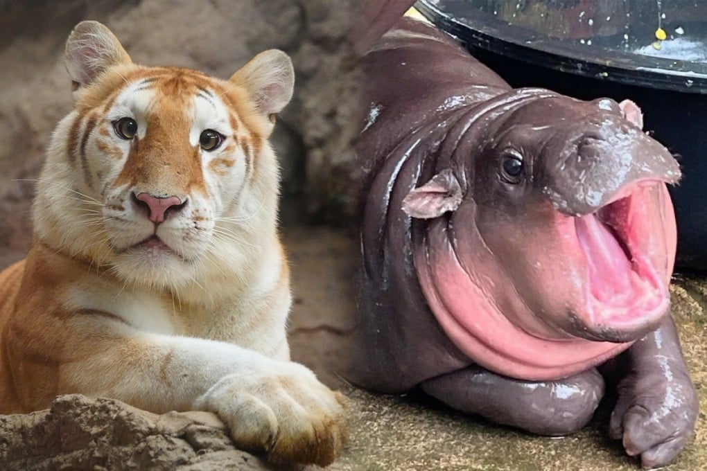 A three-year-old golden tiger at a Thai zoo has become a sensation, rivalling baby hippo Moo Deng, after her online debut on November 19. Photo: SCMP composite/IG@immoodeng/facebook_Chiang Mai Night Safari