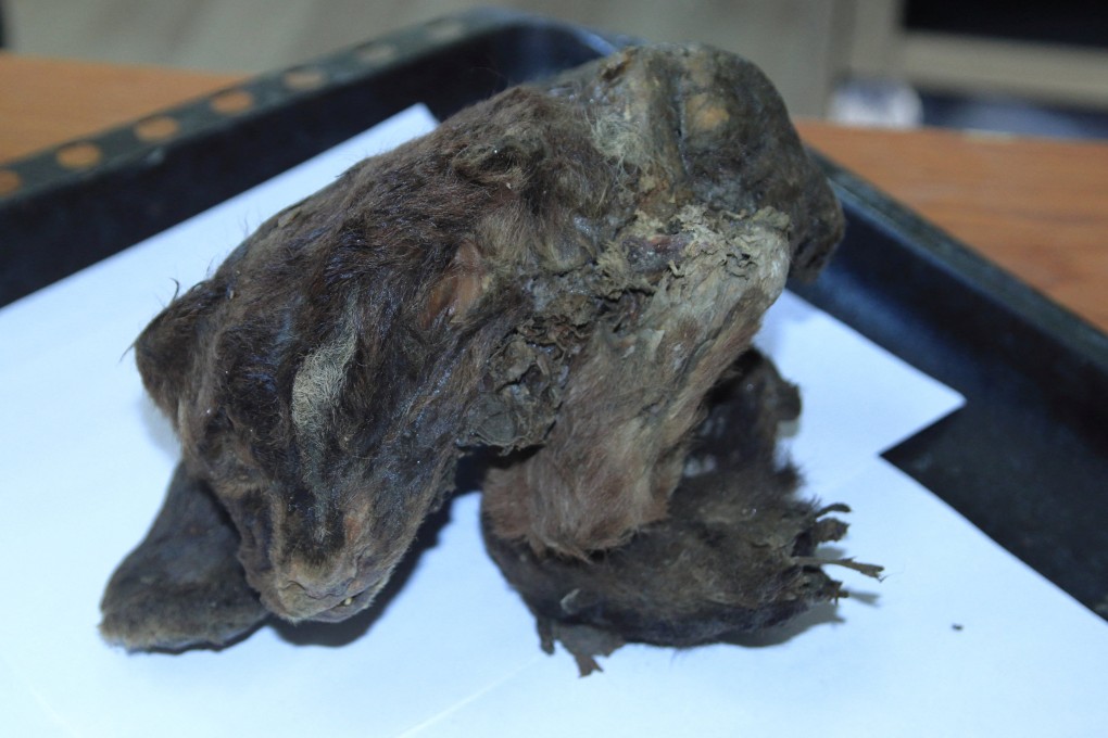 The 32,000-year-old sabre-toothed tiger cub, which was found by Russian scientists in the Siberian permafrost. Photo: Academy of Sciences Yakutia via Reuters