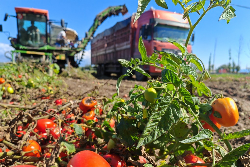 A picker harvests tomatoes in China’s Xinjiang Uygur autonomous region in September. Photo: Xinhua