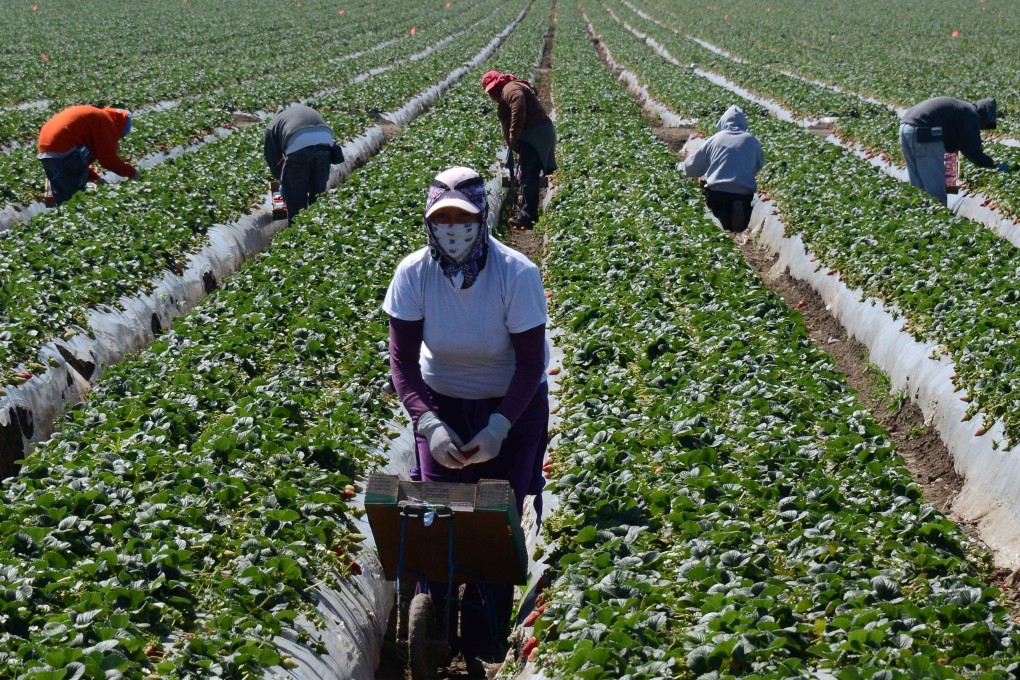 Migrant workers harvest strawberries at a farm near Oxnard, California. Photo: AP