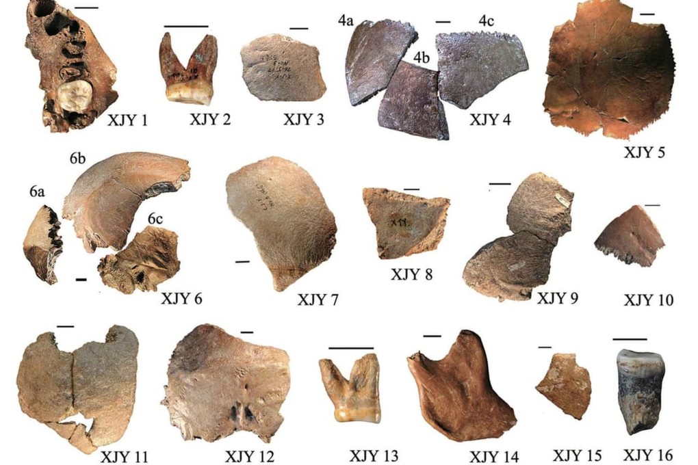 Bone fragments from several individuals at the Xujiayao site in China are challenging long-held assumptions about the region’s fossil record. Photo: Wu Xiujie