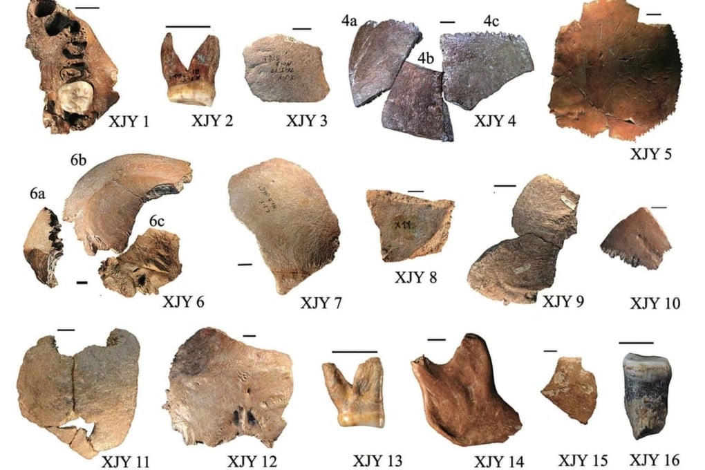 Bone fragments from several individuals at the Xujiayao site in China are challenging long-held assumptions about the region’s fossil record. Photo: Wu Xiujie