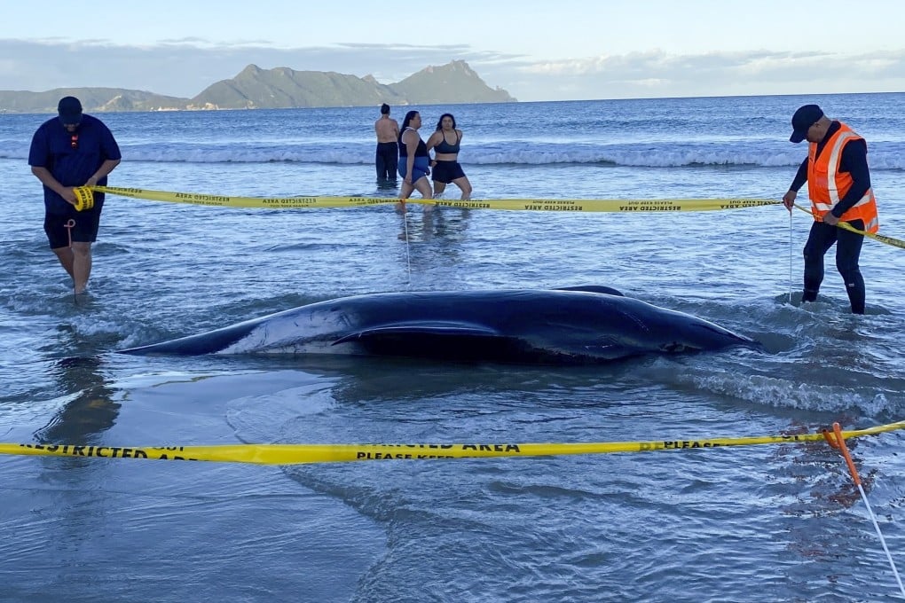 Rescuers rope off an area around a dead pilot whale that was stranded on Ruakākā Beach in northland, New Zealand on November 24. Photo: New Zealand Department Of Conservation/AP