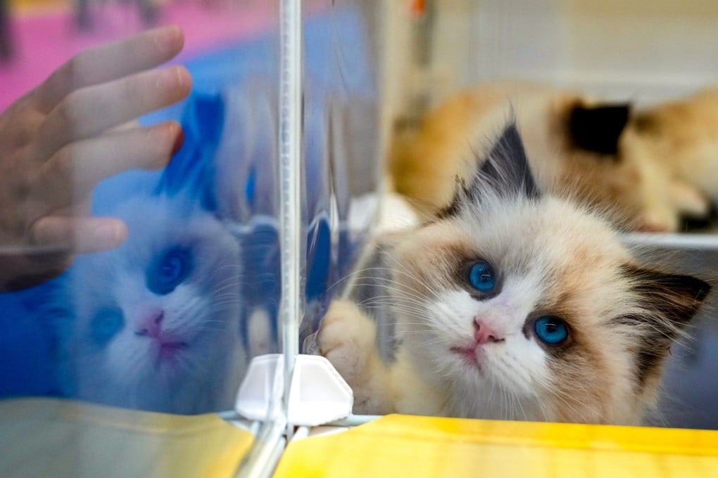 A Ragdoll cat peers out at a pet fair in Shenzhen. Photo: Sam Tsang
