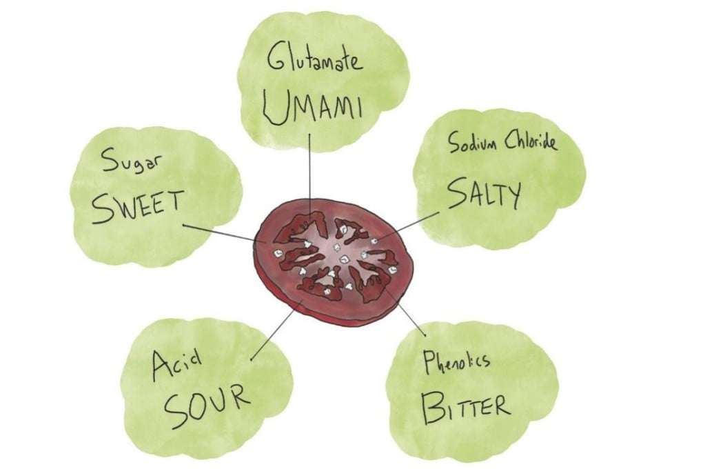 The five tastes as illustrated in a slice of tomato, in Arielle Johnson’s book Flavorama – A Guide to Unlocking the Art and Science of Flavour. Photo: Flavorama
