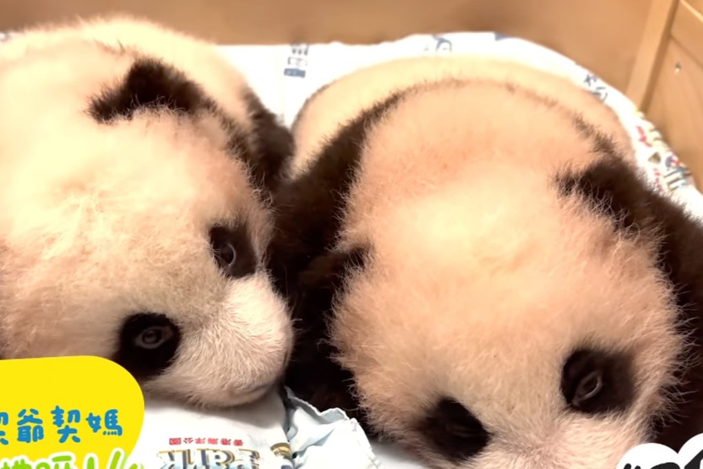 Hong Kong’s panda cubs. Photo: Instagram/ pandahk_official