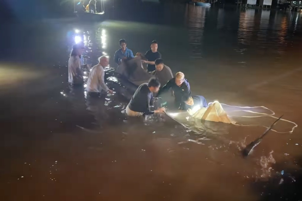 The whale is five to six metres long with wounds on its body, authorities say. Photo: Facebook/Irene Flanhardt