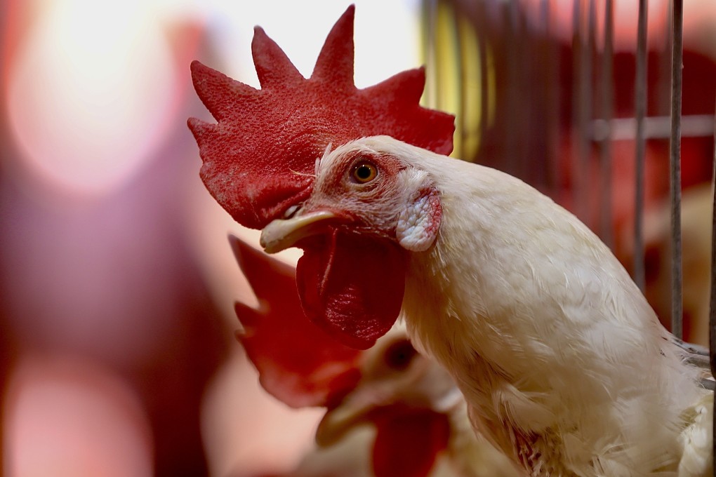 Chickens at a poultry farm. Concerns about bird flu have risen as the H5N1 strain of the virus has spread throughout US poultry and dairy farms. Photo: EPA-EFE