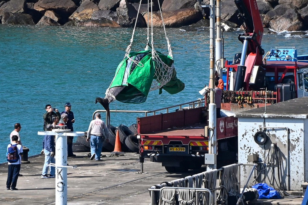 Authorities have conducted a necropsy of a whale that died on Sunday after becoming stranded in local waters. Photo: Handout