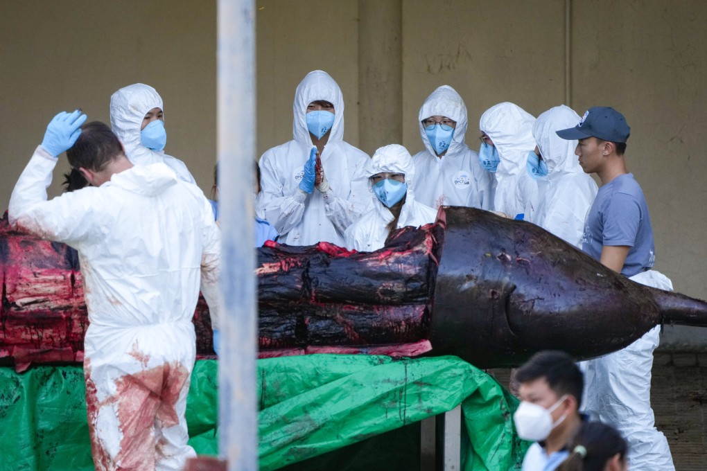 Staff from the Hong Kong Ocean Park Conservation Foundation dissect the whale that died on Sunday. Photo: Eugene Lee