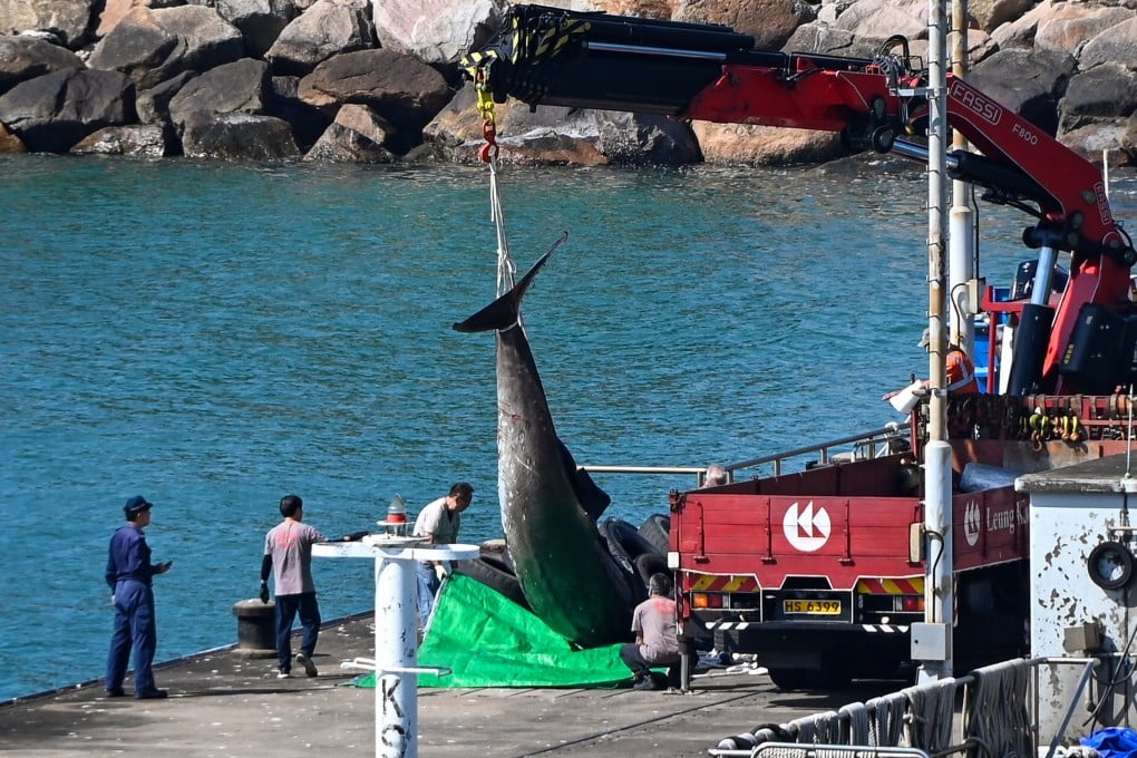 The vehicle carrying the deceased whale leaves the Marine Police Tai Lam Chung Base Pier at noon on Dec 1, 2024. Photo: Handout
