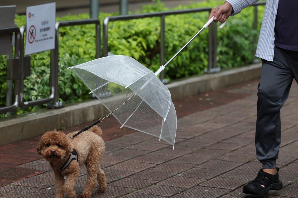 A person walks with their dog in West Kowloon on November 20. Photo: Dickson Lee
