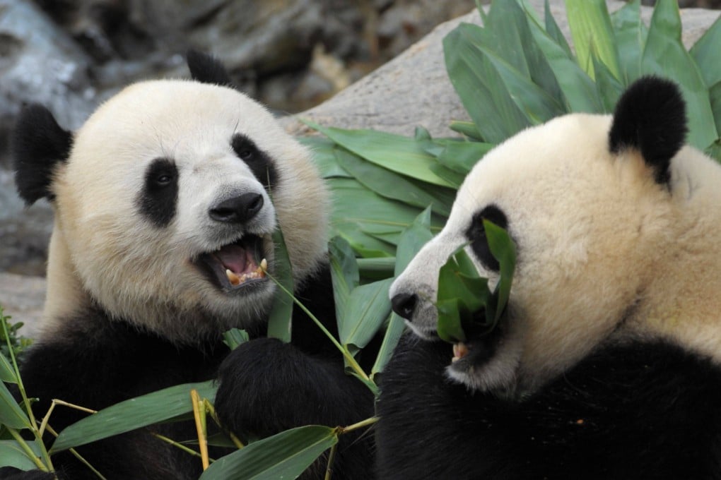 In this photo taken in 2009, giant pandas Le Le (left) and Ying Ying (right) are seen chewing on bamboo shoots on their joint fourth birthday at Ocean Park in Hong Kong. Photo: AFP