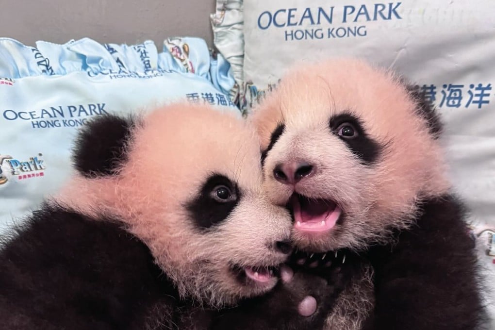 Hong Kong’s panda cubs. Photo: Instagram/pandahk_official