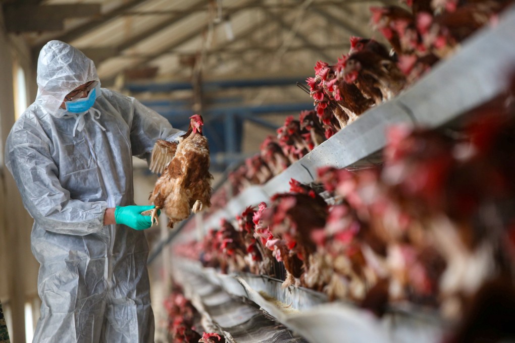 A study led by China’s top virologist has raised concerns that a strain of the virus H2N2 recently found in the wild now has the ability to infect humans. Photo: Reuters