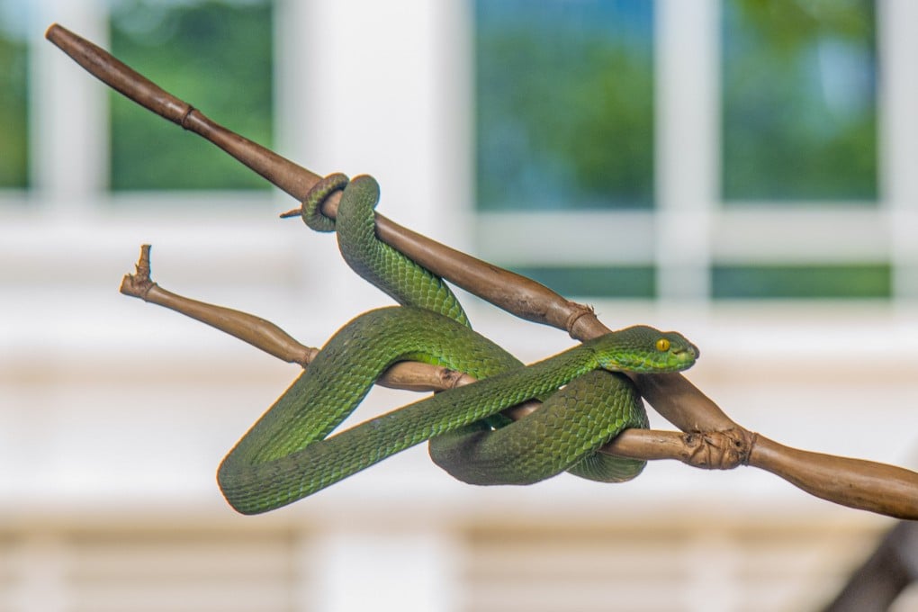 A snake at a farm in Bangkok, Thailand. The next lunar new year will be a Year of the Wood Snake, which comes around every 60 years. The previous one, in 1965, saw dynamic change and upheaval. Are we in for more of the same? Photo: Getty Images