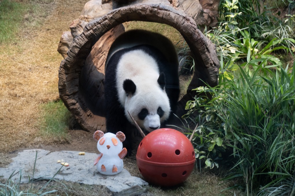 Female panda Ke Ke at home in Ocean Park. Photo: Robert Ng