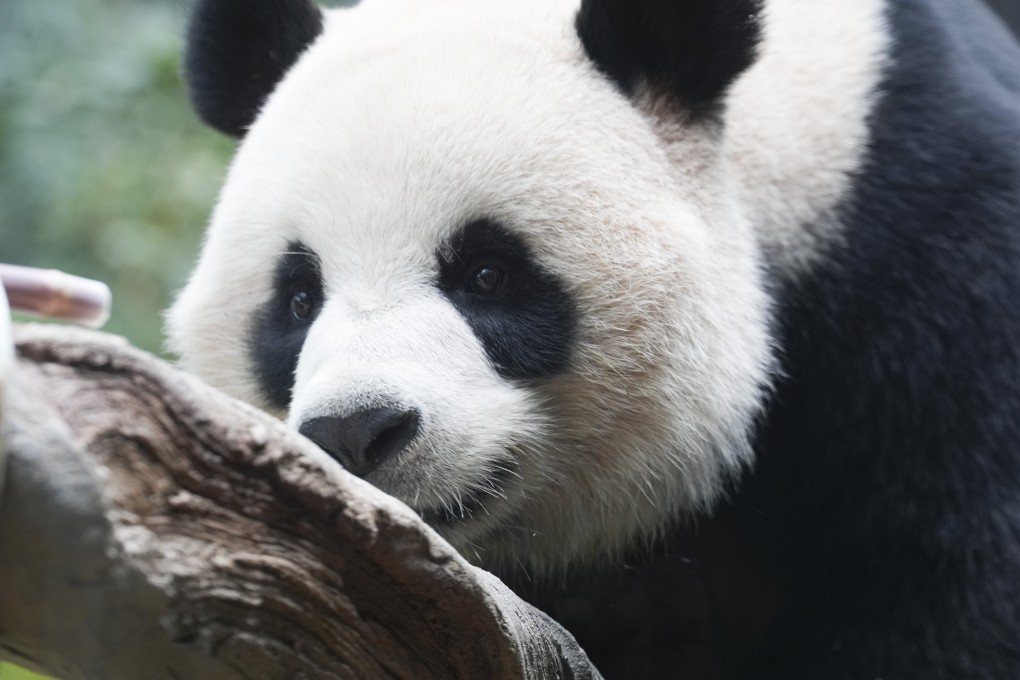 An An is preparing to meet the public on Sunday. Photo: Robert Ng