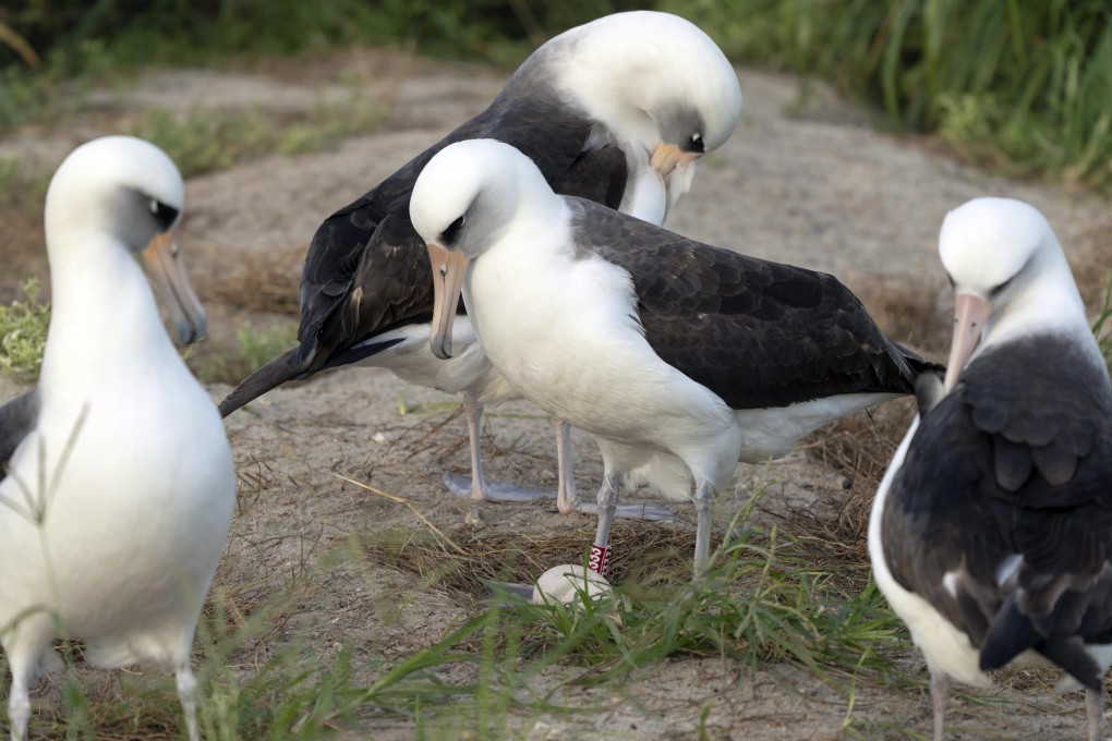 Wisdom (centre) stands over her recently laid egg at a ground nest on Midway Atoll National Wildlife Refuge in November. Photo: USFWS via AP