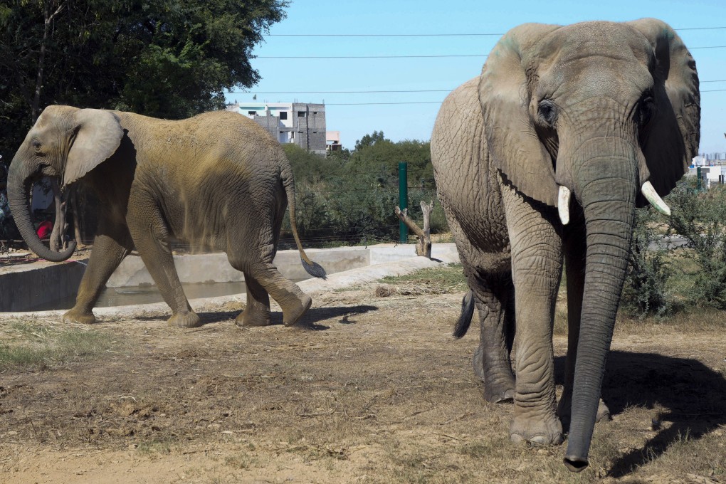 Elephants are seen at the safari park in Karachi, Pakistan, on Sunday. Photo: AP