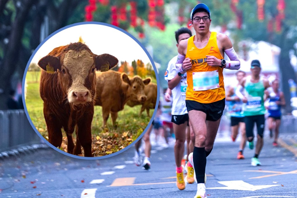 The Chinese public is increasingly adopting healthier lifestyles, with a rising interest in marathons and the recent distinctive cow prize boosting registration. Photo: SCMP composite/Shutterstock/Pixaby