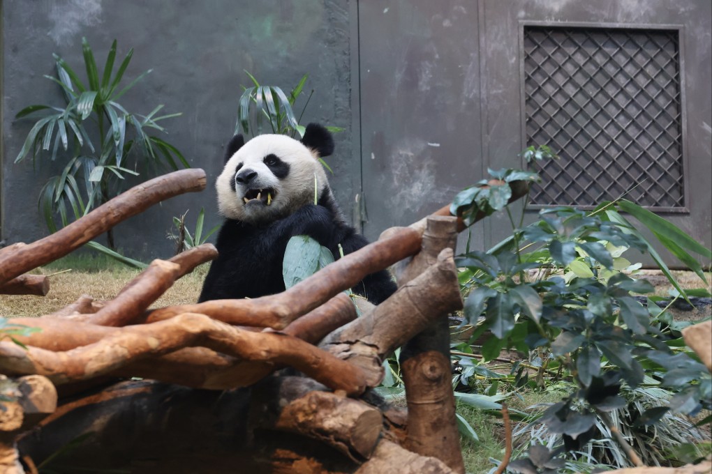 Giant panda An An in its enclosure at Ocean Park on December 8. Photo: Edmond So