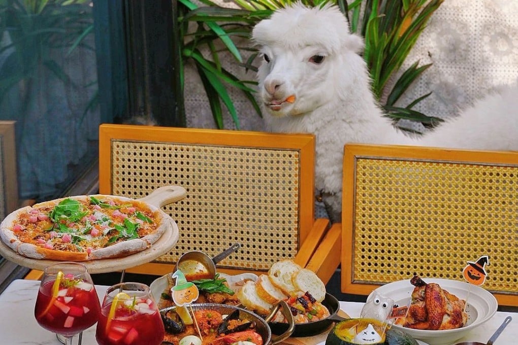 Resident alpaca Xiaoqi scrolls around La Cour Brunch Bistro in Shanghai,China, throughout the day. Photo: La Cour Brunch Bistro