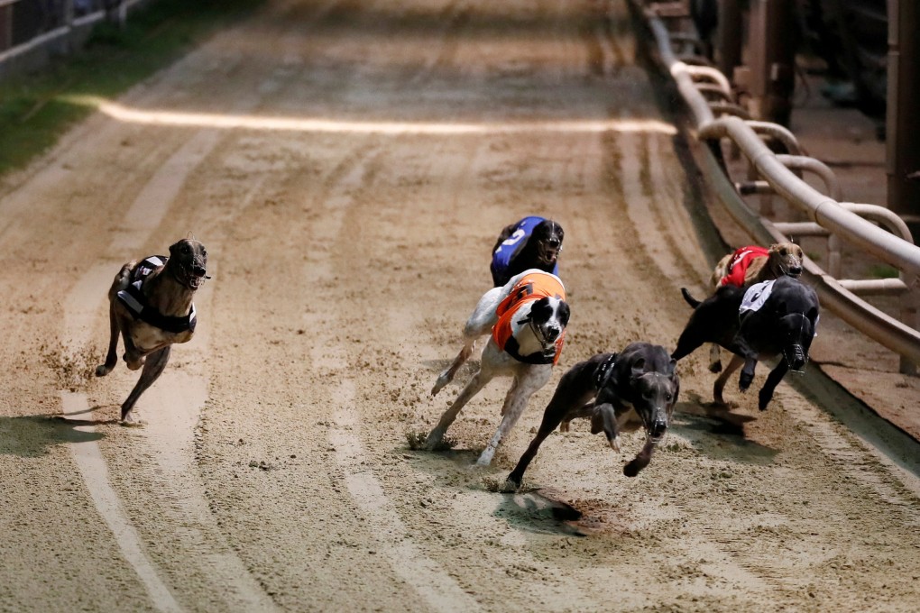 Greyhounds compete during a race in London. Photo: Reuters