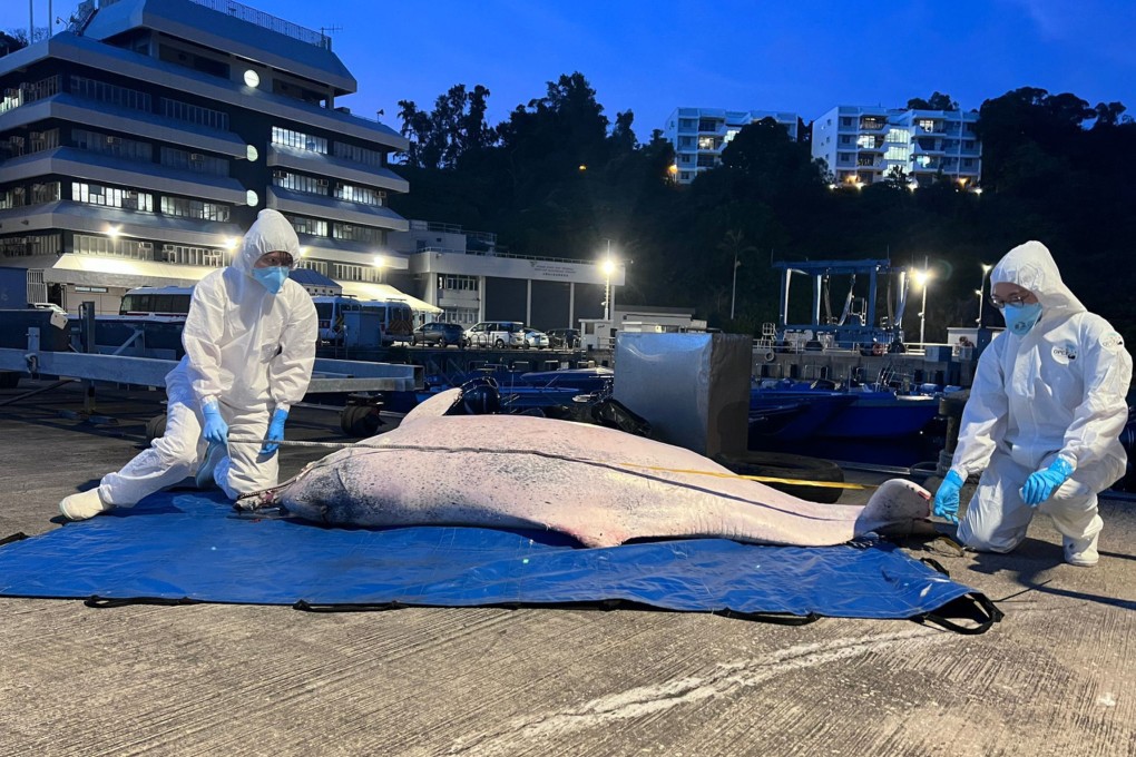 A dead Chinese white dolphin was found in Hong Kong waters on Tuesday evening. Photo: Ocean Park Conservation Foundation