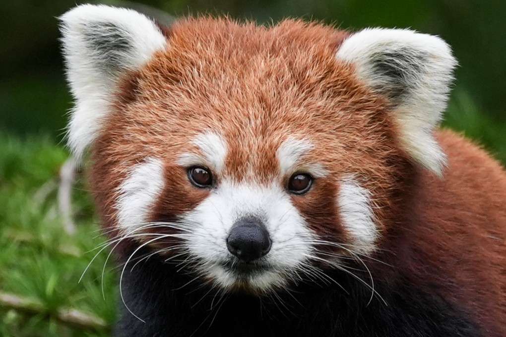A red panda at a wildlife park in the UK. The small, tree-dwelling creature was the first to be given the name panda by Western science, but say “panda” today and it is short for giant panda. Photo: PA Images via Getty Images