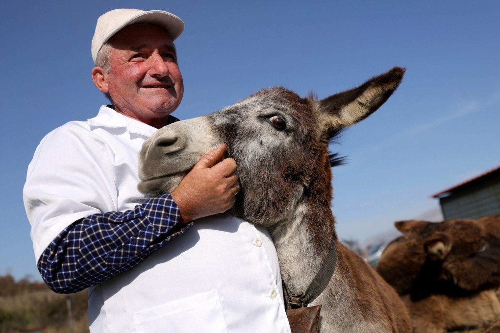 Veiz Basha pets a donkey at his farm in Albania’s Gjirokaster region. Donkey milk, cheese, and face cream made with donkey milk is much in demand, and donkey farms are expanding. Photo: AFP