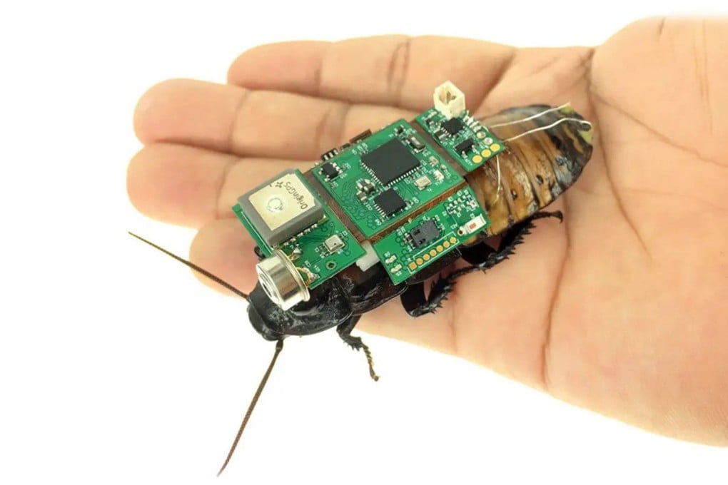 Roach patrols. Insect-computer hybrid robots can now be mass produced, according to scientists in Singapore. Photo: Hirotaka Sato group