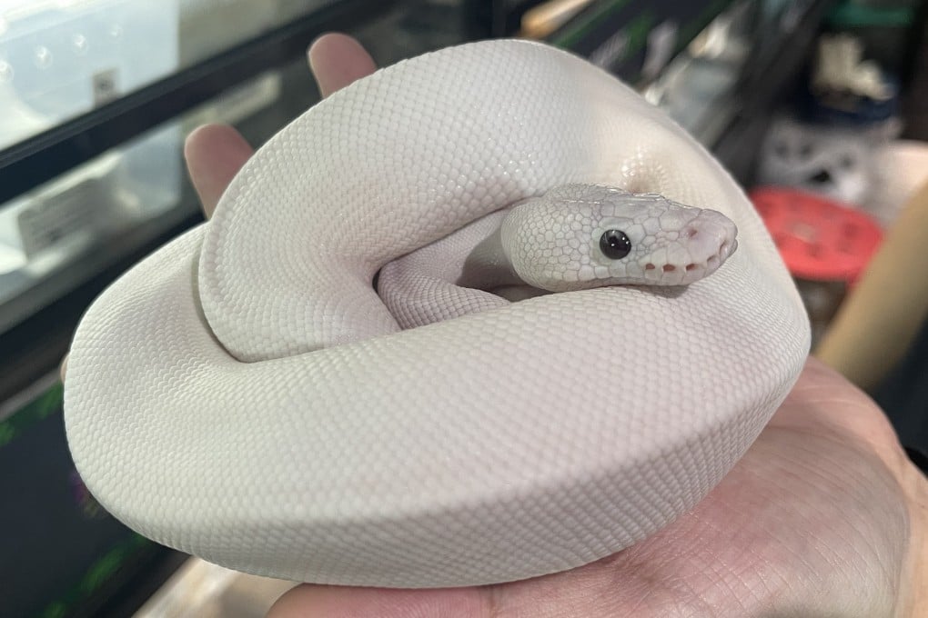 A ball python at Fishman Shop reptile specialist in Hong Kong. More youngsters in the city are keeping snakes as pets. Photo: Austin Zhang