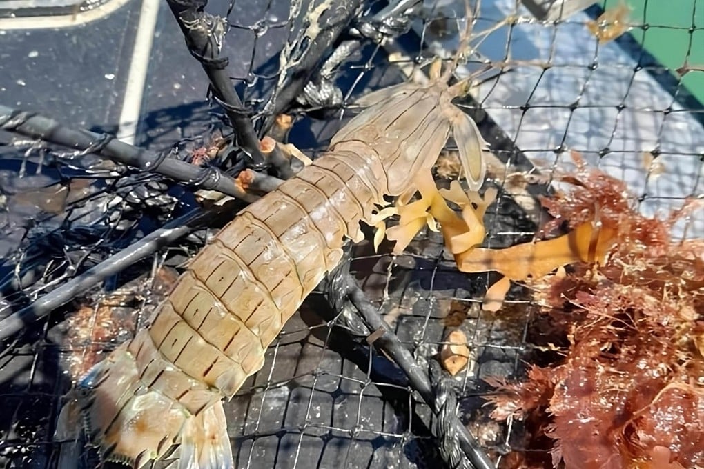 Toi Moana Bay of Plenty Regional Council shared a photo of the Japanese mantis shrimp on Facebook, urging residents to notify them of any sightings of the “marine pest”. Photo: Facebook/boprc