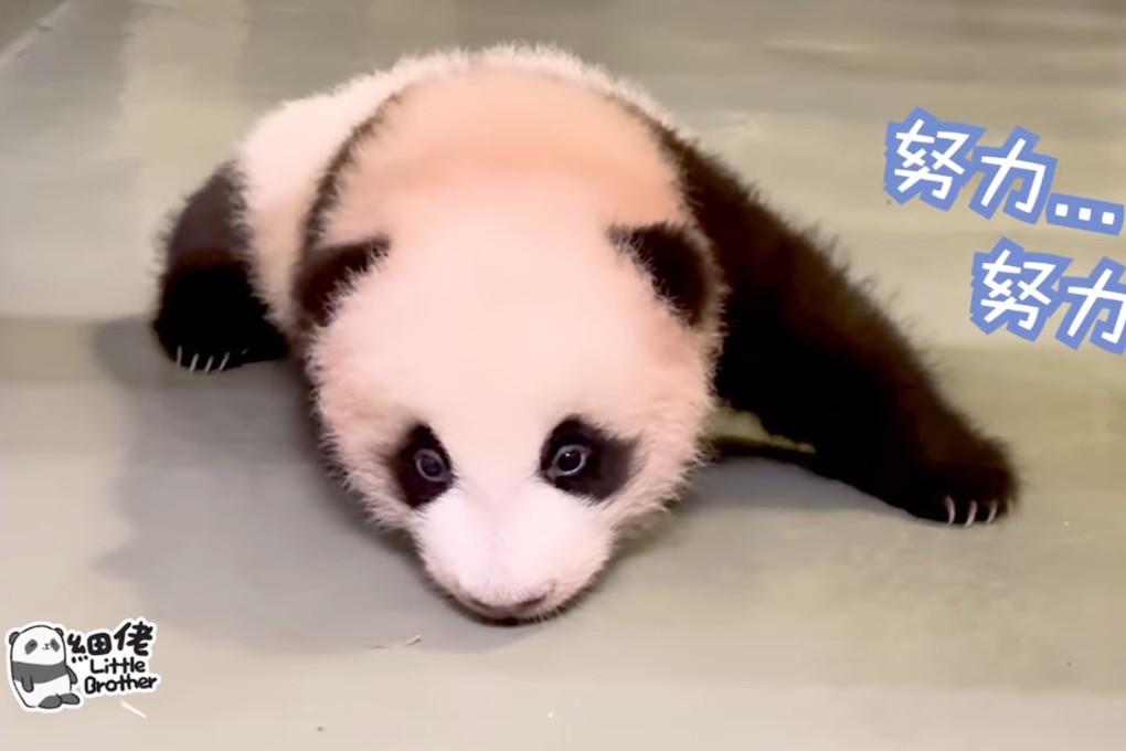 ‘Younger Brother’ has started crawling around his den. Photo: Instagram/ pandahk_official