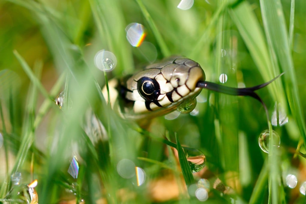 Why would legs drawn on a snake mean something is ruined? What does a bow’s shadow have to do with reptiles? Seven snake idioms and their meanings. Photo: Shutterstock