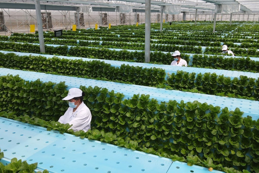 Agricultural staff tend to crops at a smart greenhouse in China’s Anhui province. Photo: Xinhua
