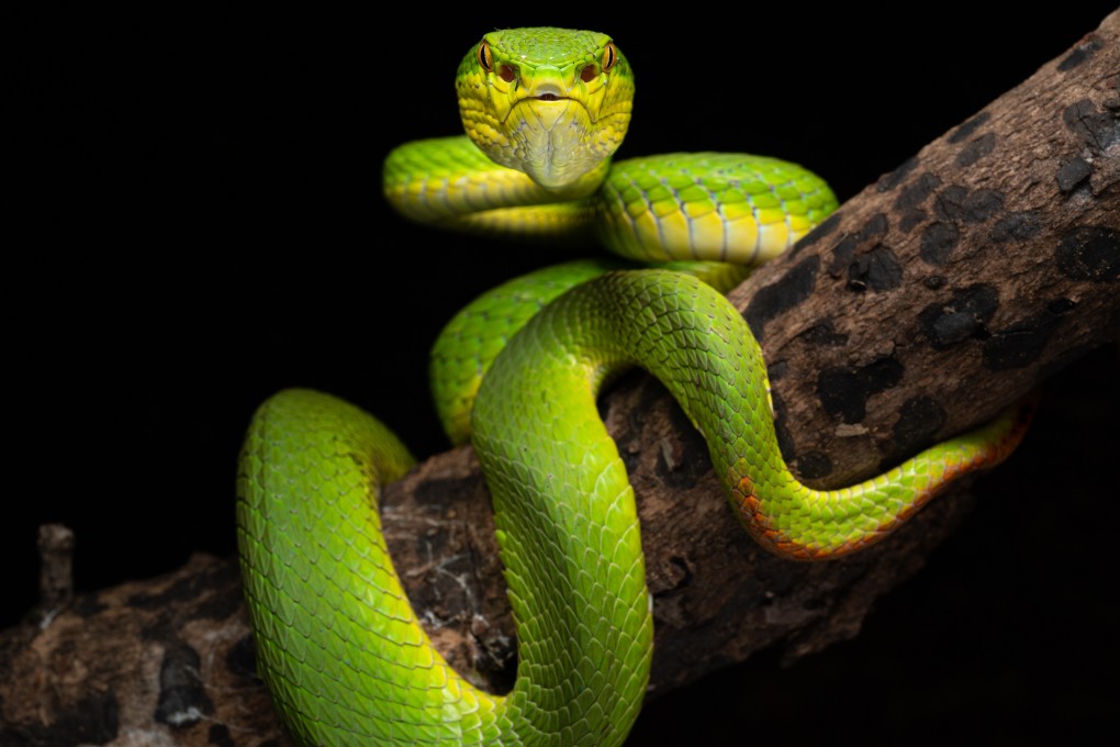 A bamboo pit viper, the species responsible for most venomous snake bites in Hong Kong. They only bite as a last resort, says “snake bible” author Adam Francis. Photo: Adam Francis