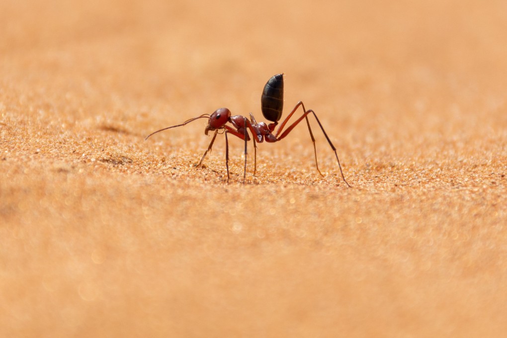 Photoreceptor cells in desert ants’ eyes helps them to find their way across barren deserts without landmarks. Photo: Shutterstock