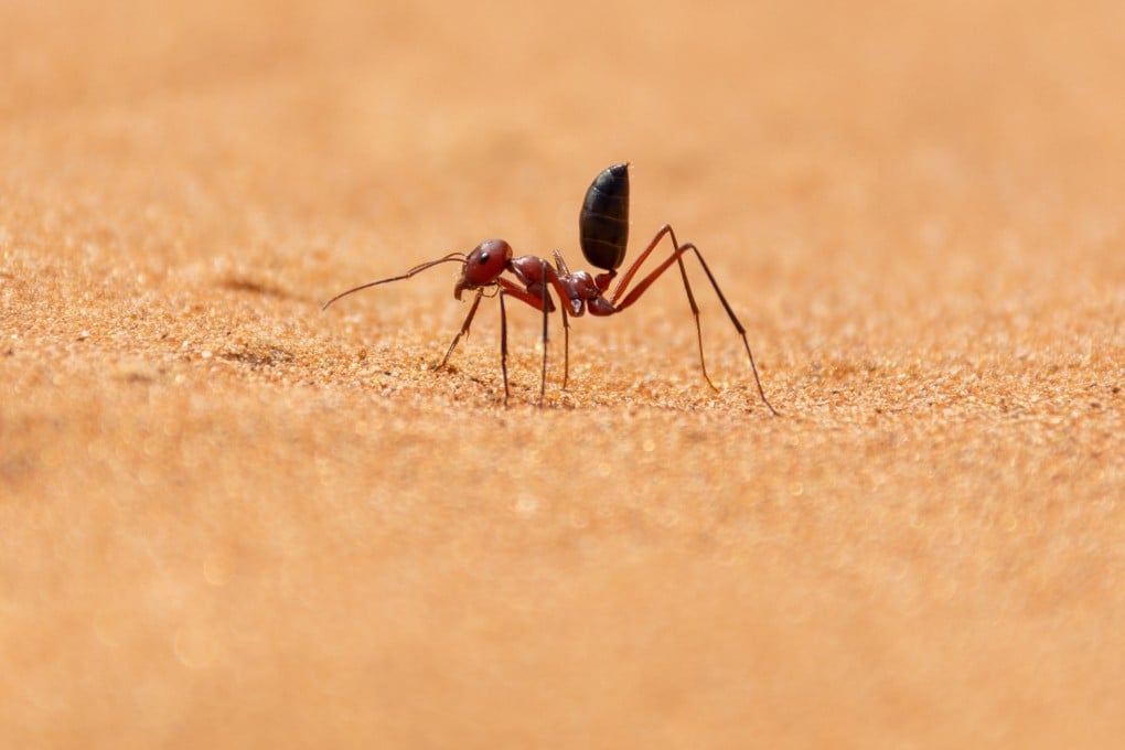 Photoreceptor cells in desert ants’ eyes helps them to find their way across barren deserts without landmarks. Photo: Shutterstock