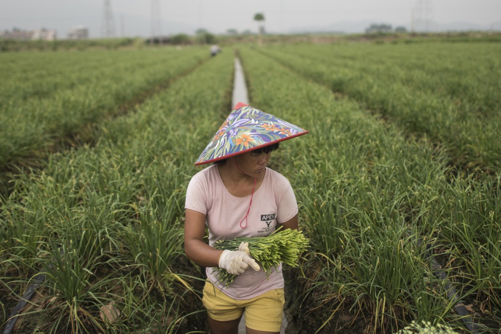 A farmer harvests garlic stalks in Datangzhen, Guangdong province, China. Photo: AFP