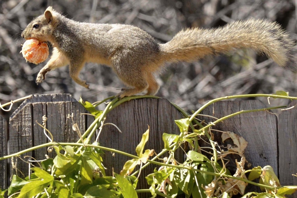 A squirrel runs with a tangerine along a fence at a garden in a residential neighbourhood in California. Photo: AFP