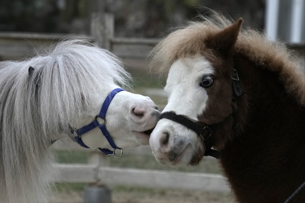 Homer, left, plays with Hercules, both miniature horses used for therapy in Greece. The pet therapy charity that houses them is struggling to stay afloat. Photo: AP